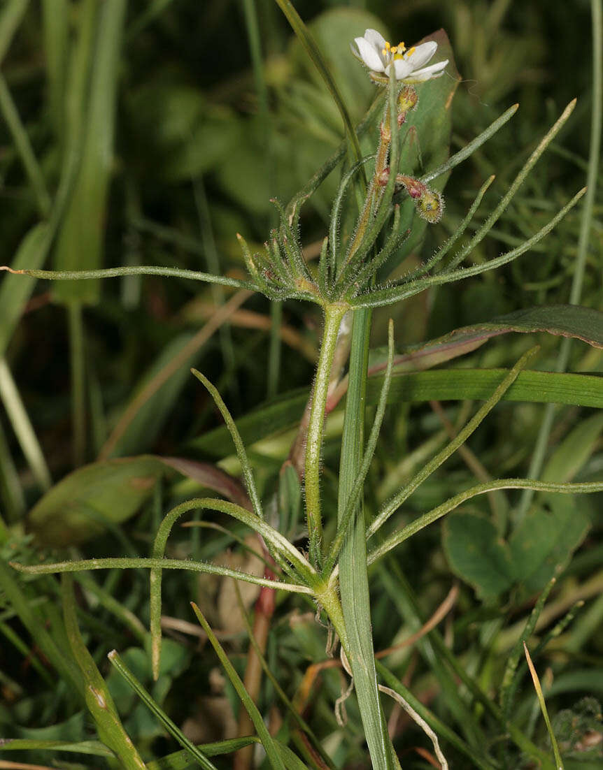 Spergula arvensis L. resmi