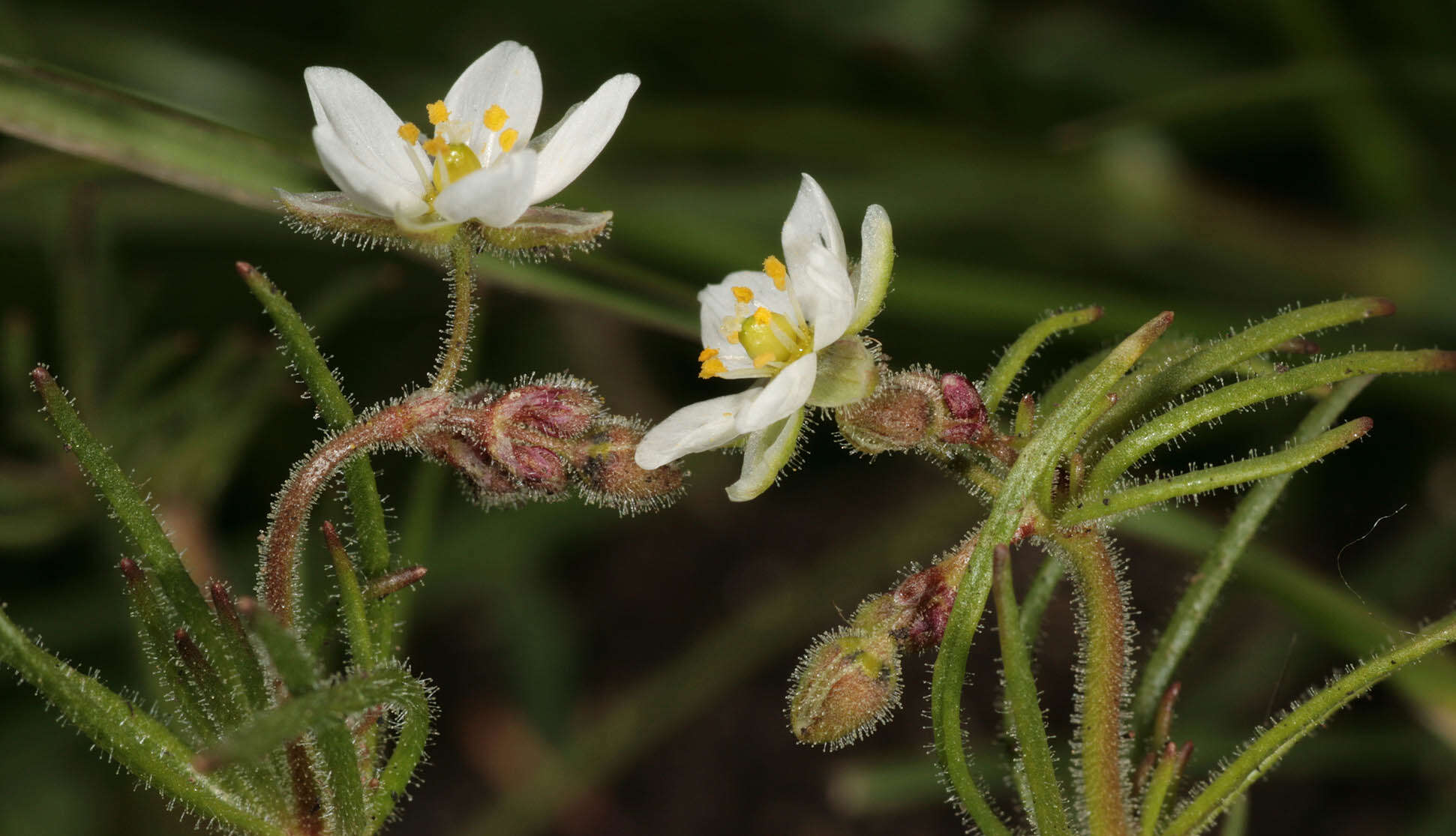 Spergula arvensis L. resmi