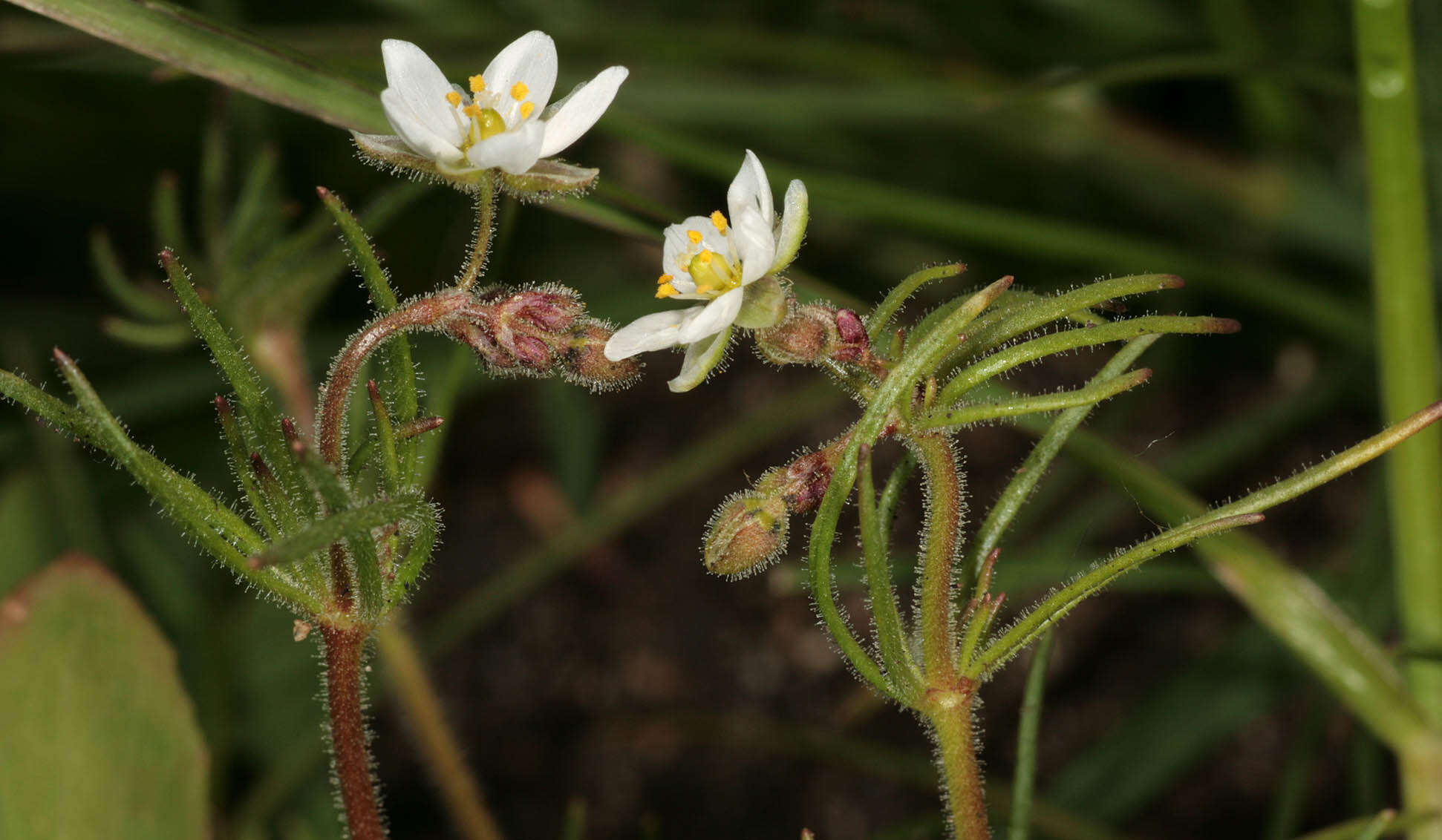 Spergula arvensis L. resmi