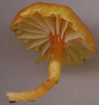 Image of Hygrocybe insipida (J. E. Lange) M. M. Moser 1967