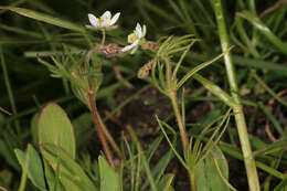 Spergula arvensis L. resmi