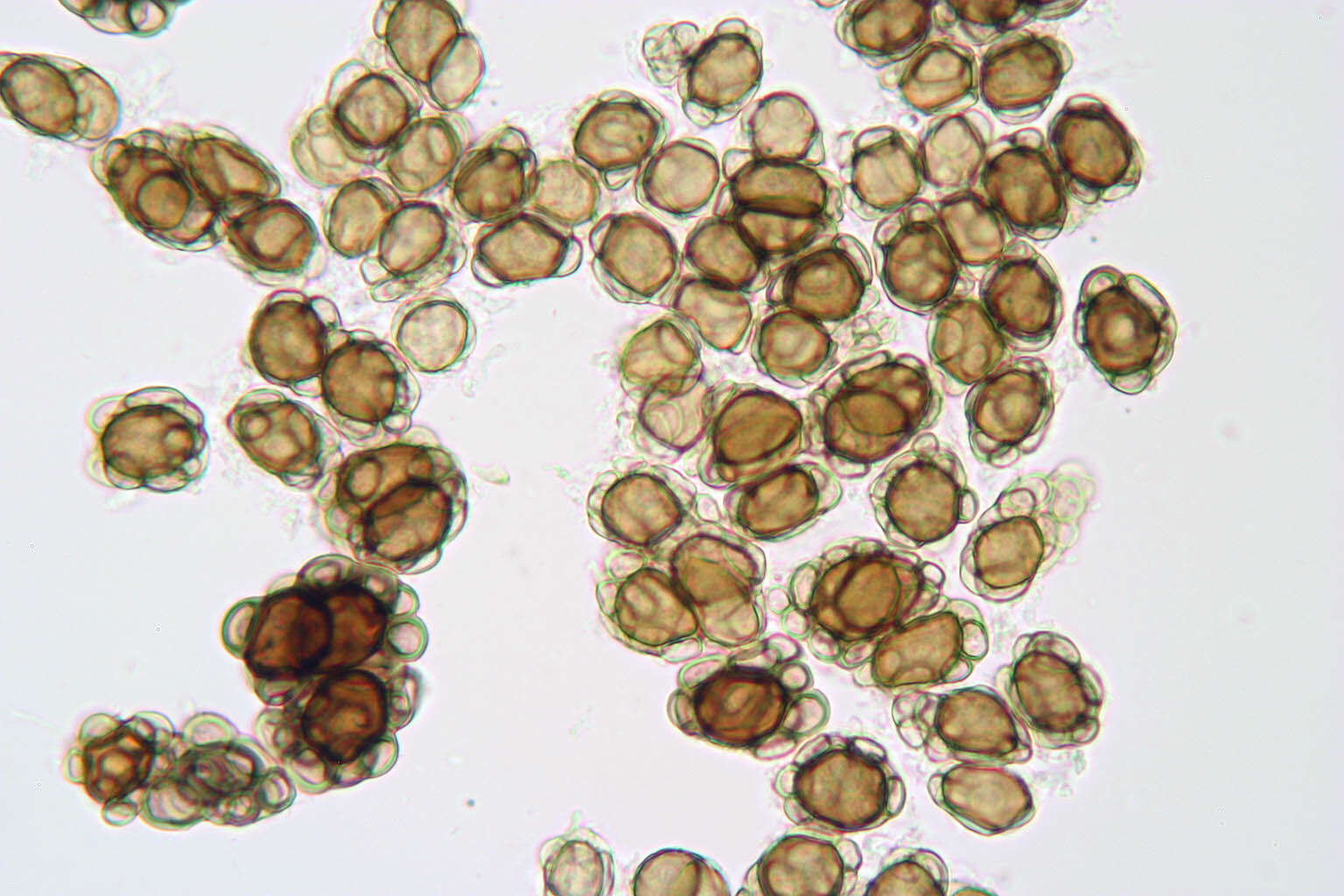 Urocystis ficariae (Liro) Moesz 1950 resmi