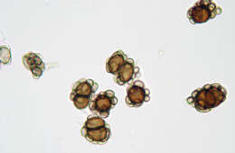 Urocystis ficariae (Liro) Moesz 1950 resmi