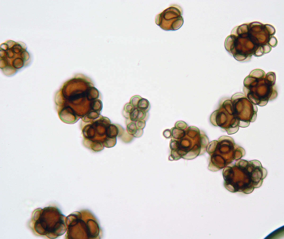 Urocystis ficariae (Liro) Moesz 1950 resmi