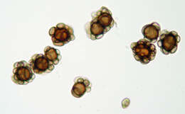 Urocystis ficariae (Liro) Moesz 1950 resmi