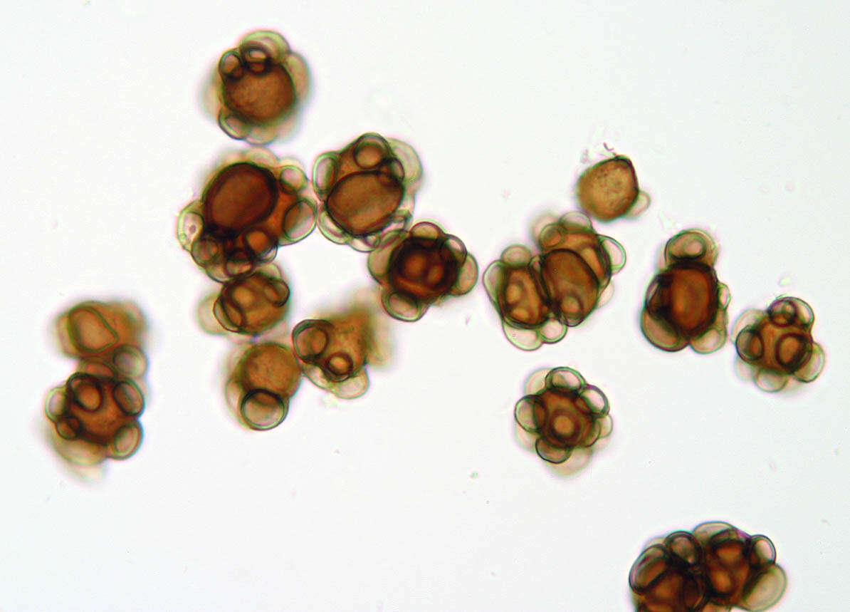 Urocystis ficariae (Liro) Moesz 1950 resmi