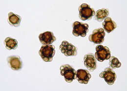 Urocystis ficariae (Liro) Moesz 1950 resmi