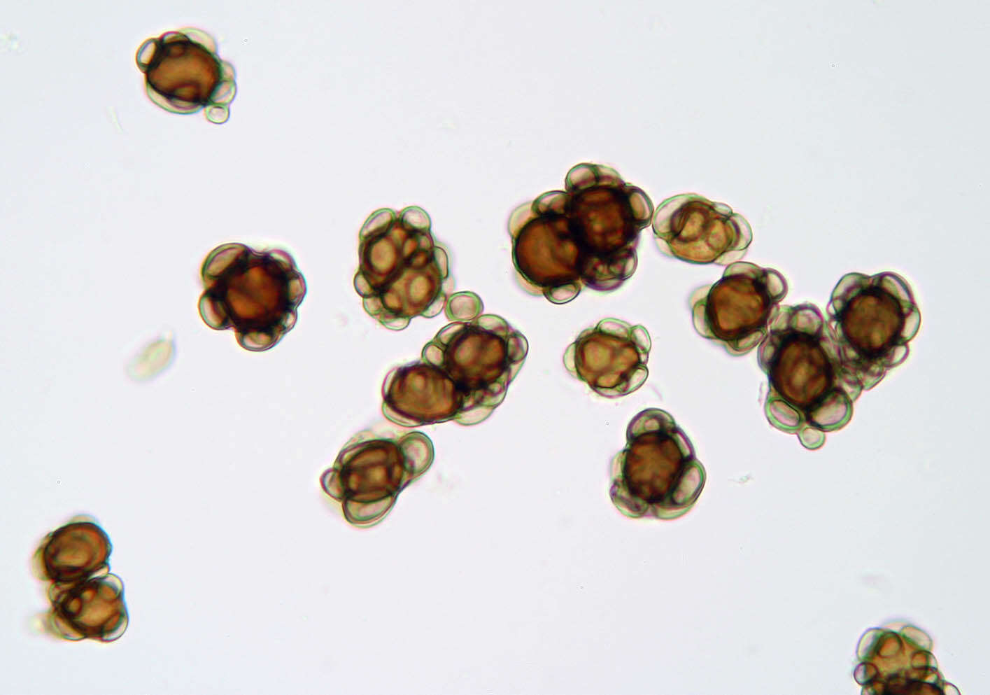 Urocystis ficariae (Liro) Moesz 1950 resmi