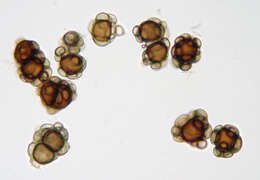 Urocystis ficariae (Liro) Moesz 1950 resmi