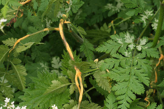 Image of Puccinia chaerophylli Purton 1821