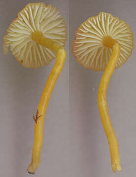 Image of Hygrocybe insipida (J. E. Lange) M. M. Moser 1967