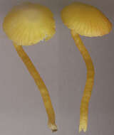 Image de Hygrocybe insipida (J. E. Lange) M. M. Moser 1967