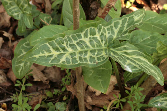 Image of Arum italicum subsp. italicum