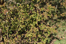 Image of <i>Viburnum</i> farreri × Viburnum <i>grandiflorum</i>