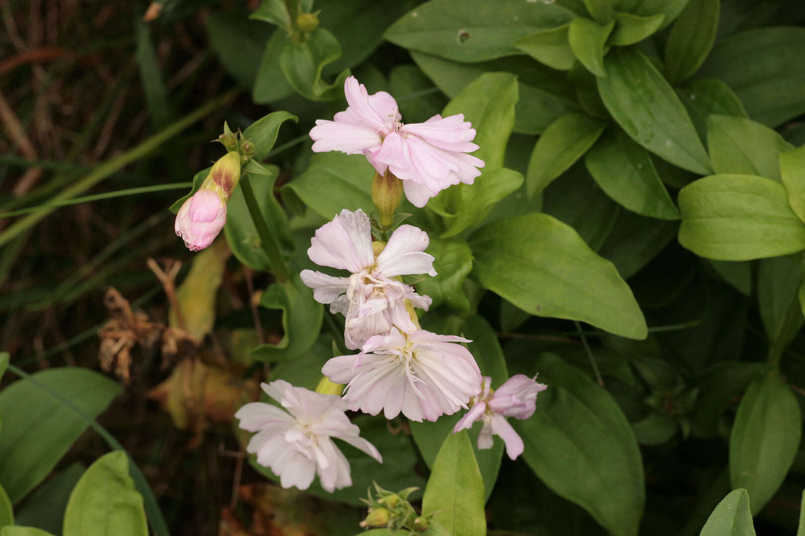 Image of Saponaria officinalis flore pleno