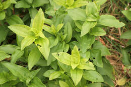 Image of Saponaria officinalis flore pleno