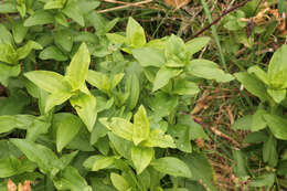 Image of Saponaria officinalis flore pleno