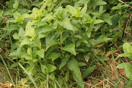 Image of Saponaria officinalis flore pleno