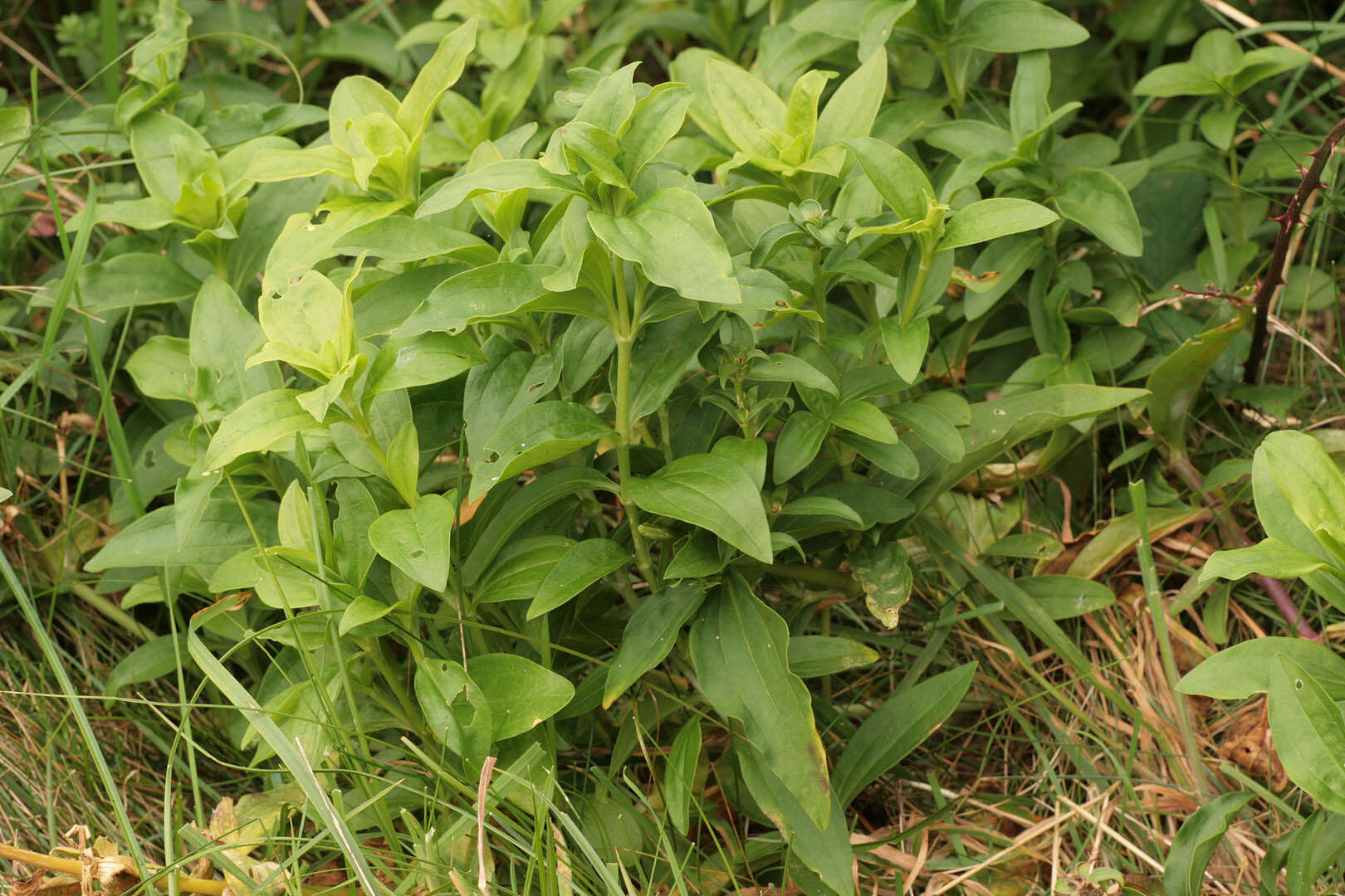 Image of Saponaria officinalis flore pleno