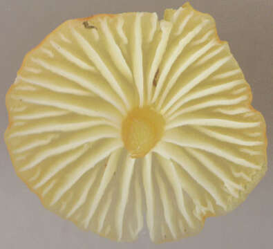 Image of Hygrocybe insipida (J. E. Lange) M. M. Moser 1967