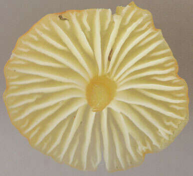 Image de Hygrocybe insipida (J. E. Lange) M. M. Moser 1967