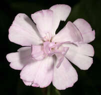 Image of Saponaria officinalis flore pleno