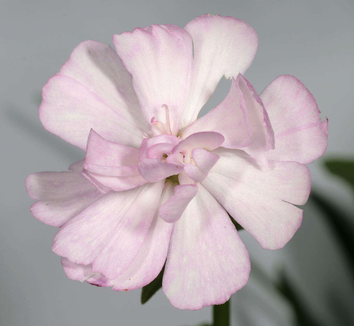 Image of Saponaria officinalis flore pleno