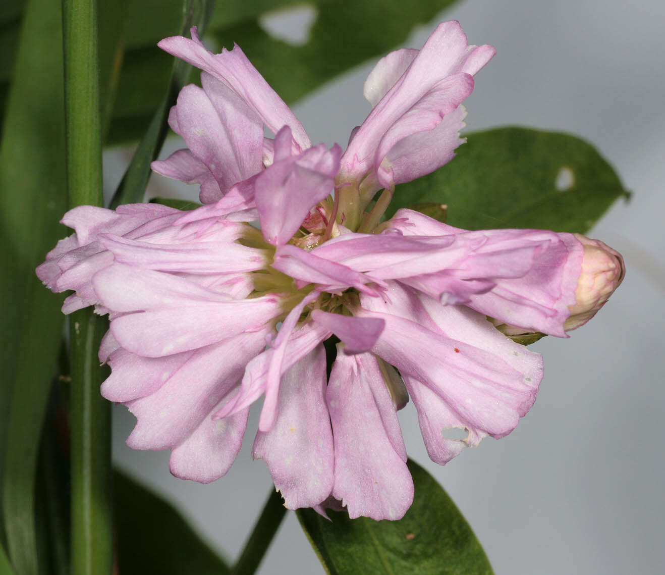 Image of Saponaria officinalis flore pleno
