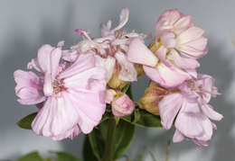 Image of Saponaria officinalis flore pleno