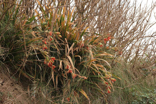 Image of stinking iris