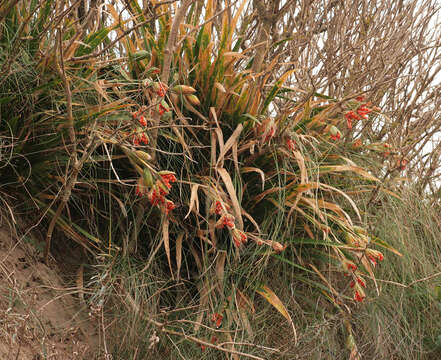 Image of stinking iris