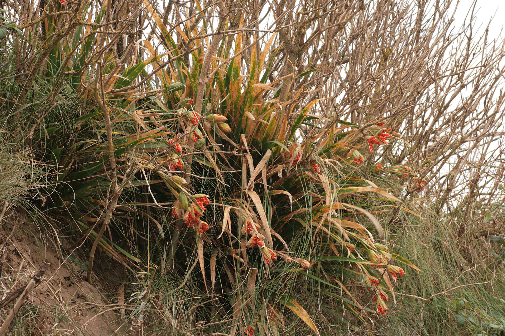 Image of stinking iris