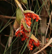 Image of stinking iris