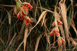 Image of stinking iris