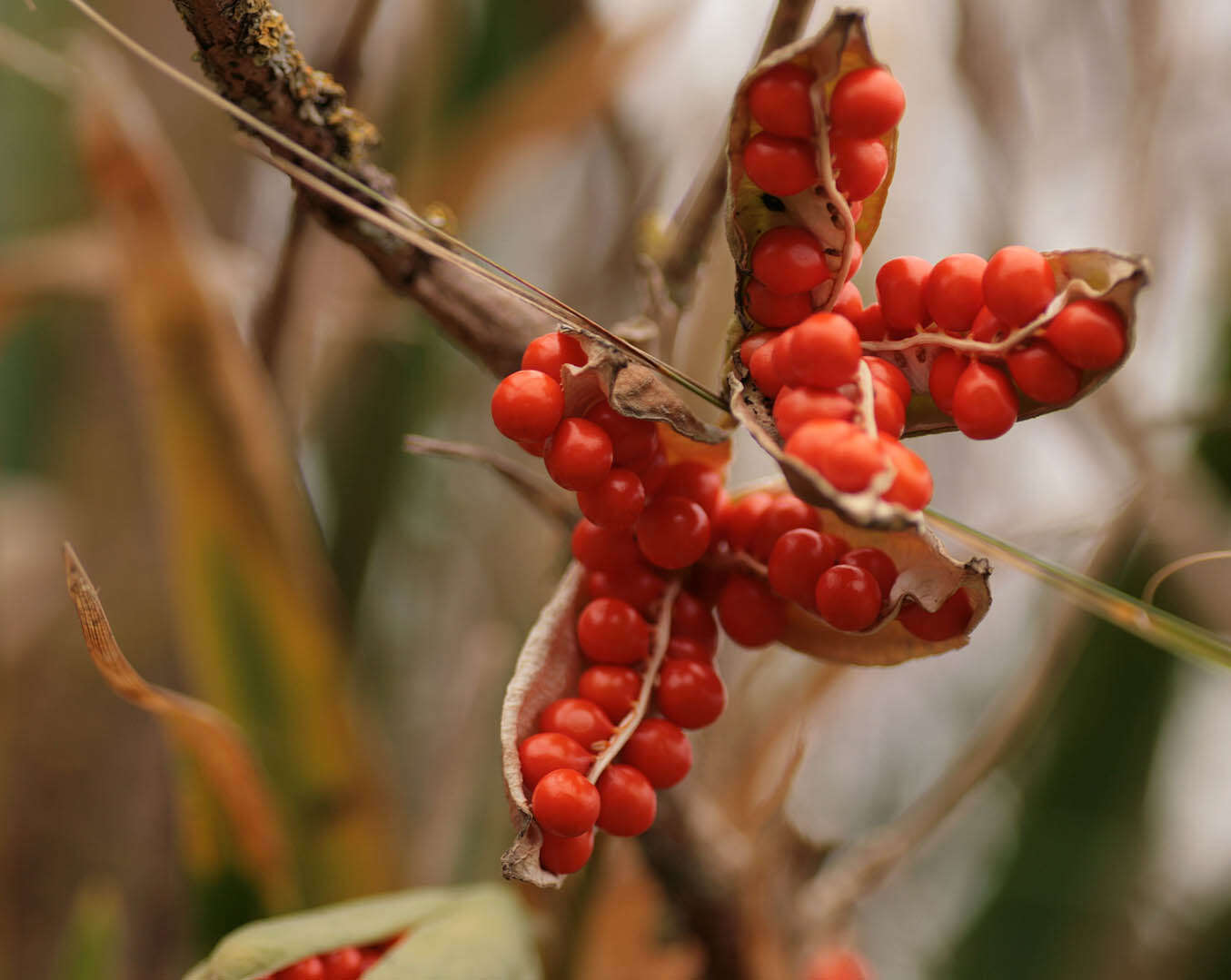 Image of stinking iris