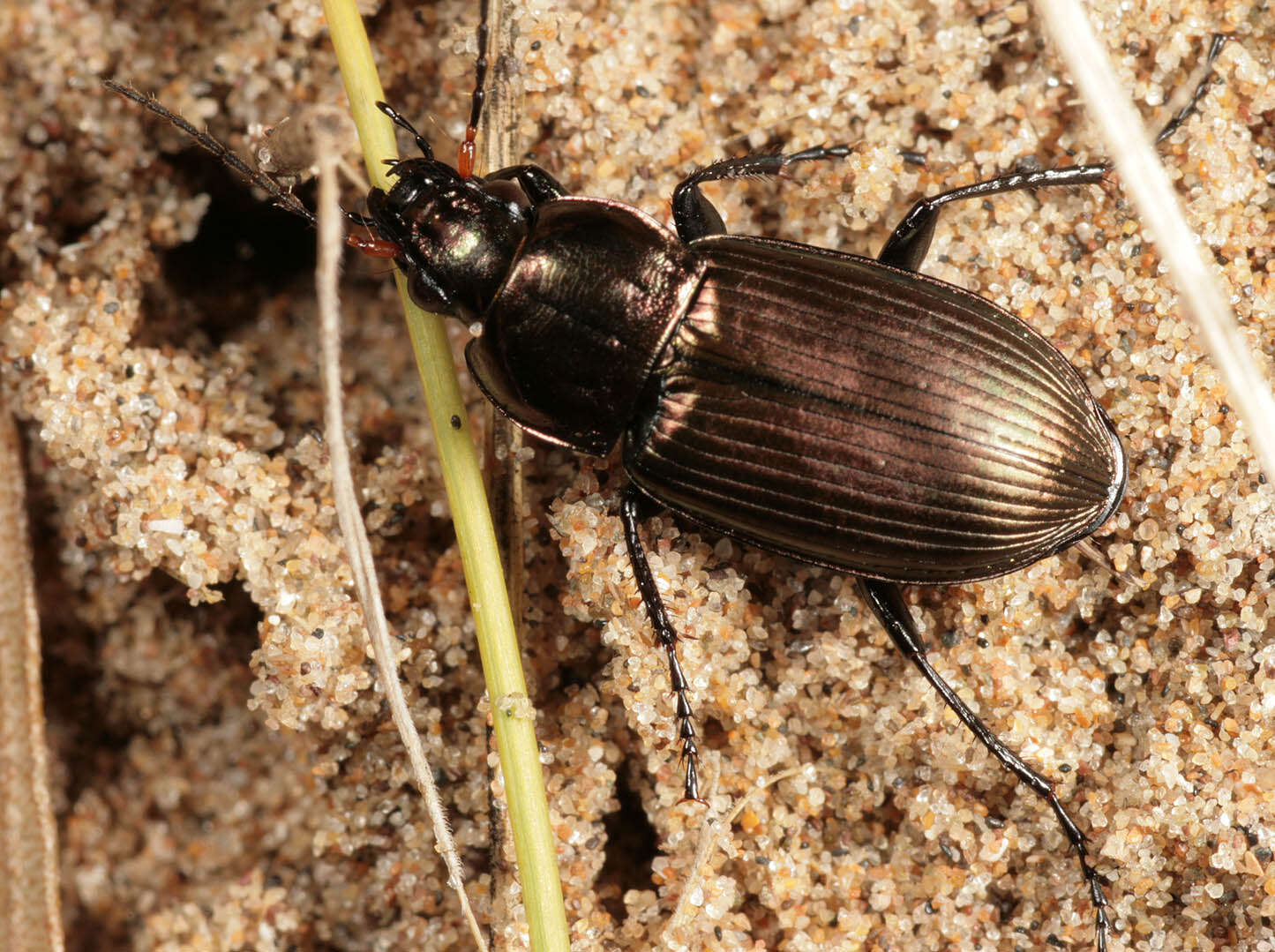 Plancia ëd Poecilus (Poecilus) cupreus (Linnaeus 1758)