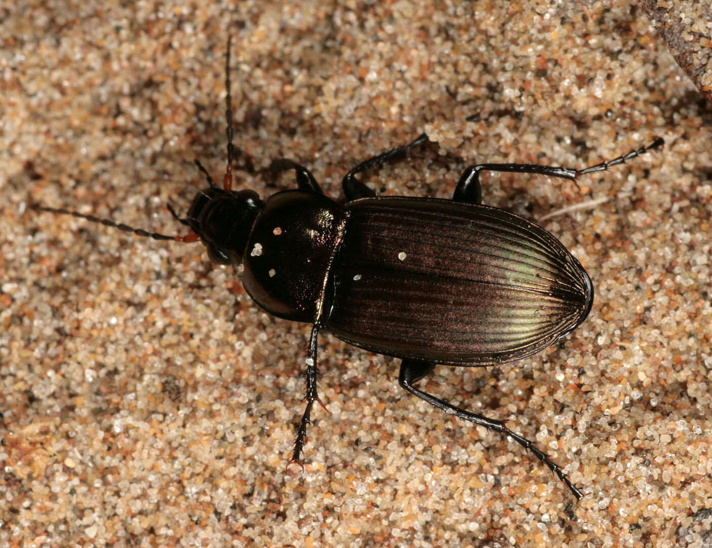 Image of Poecilus (Poecilus) cupreus (Linnaeus 1758)