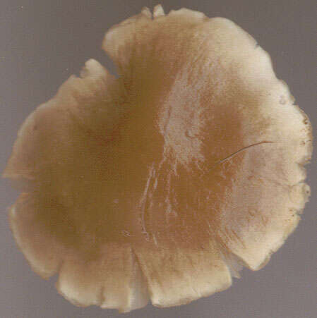 Image of Dermoloma cuneifolium (Fr.) Singer ex Bon 1986