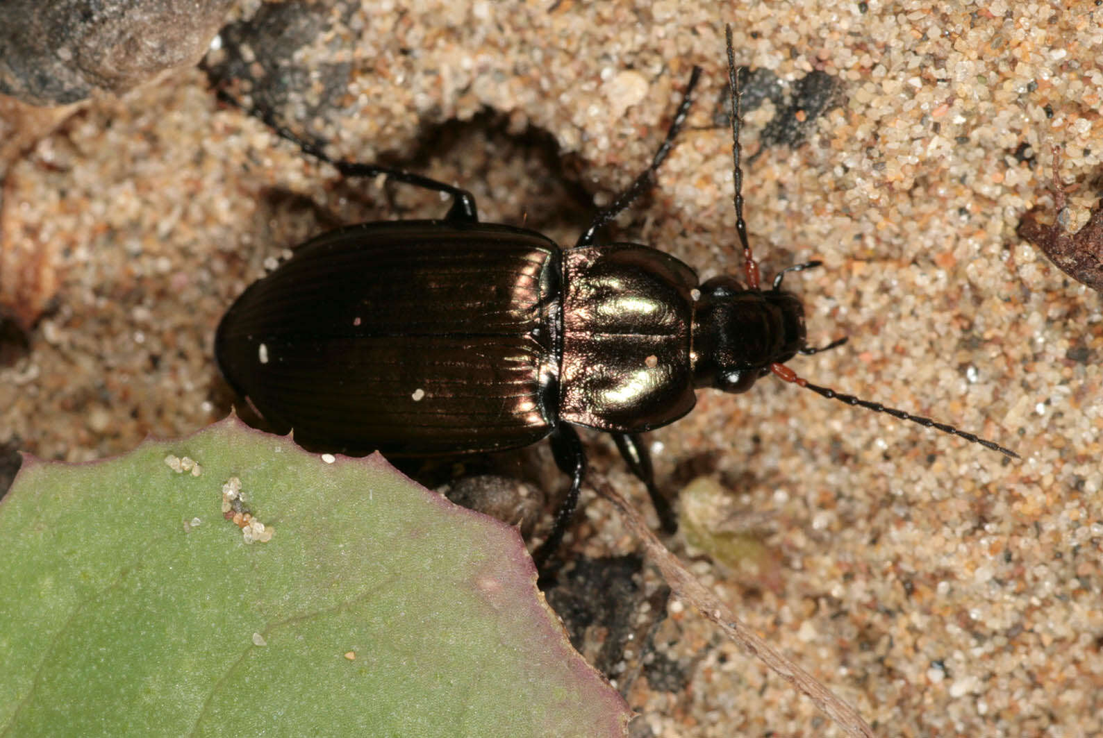 Image of Poecilus (Poecilus) cupreus (Linnaeus 1758)