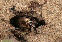 Image of Poecilus (Poecilus) cupreus (Linnaeus 1758)