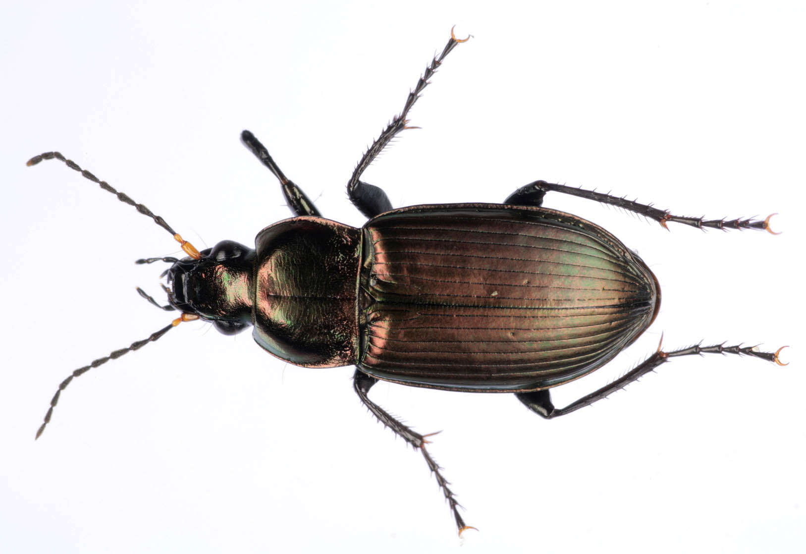 Image of Poecilus (Poecilus) cupreus (Linnaeus 1758)