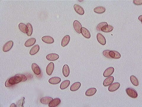 Image of Leratiomyces ceres (Cooke & Massee) Spooner & Bridge 2008