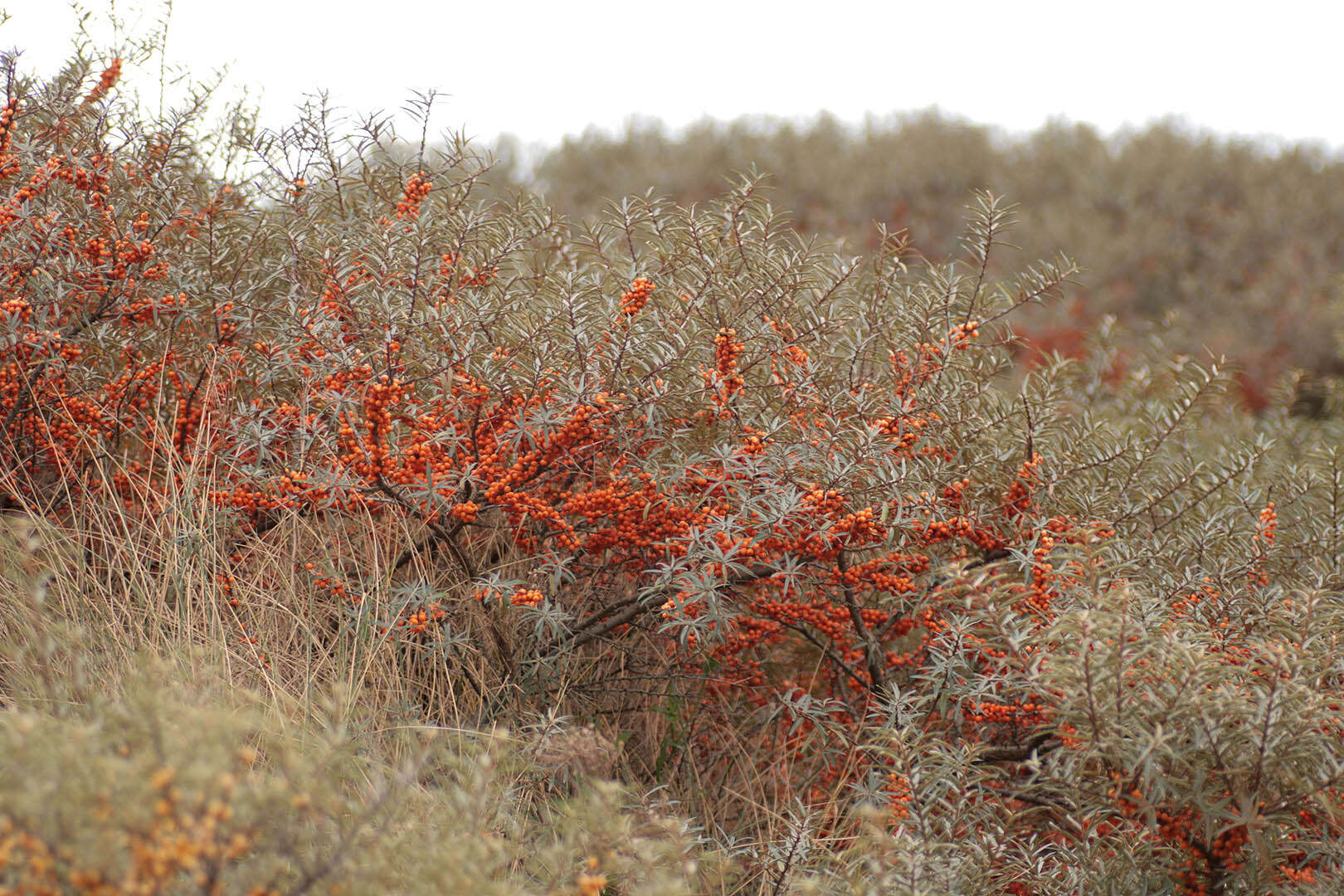 Image of Sea-buckthorn