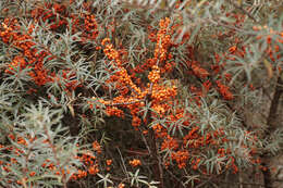 Image of Sea-buckthorn