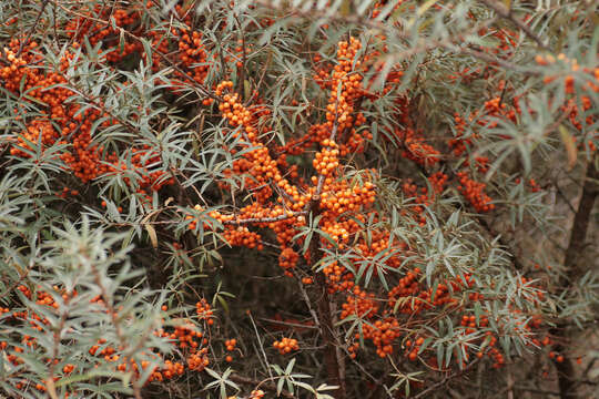 Image of Sea-buckthorn