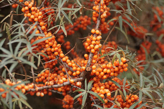 Image of Sea-buckthorn