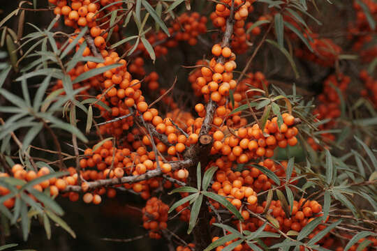 Image of Sea-buckthorn