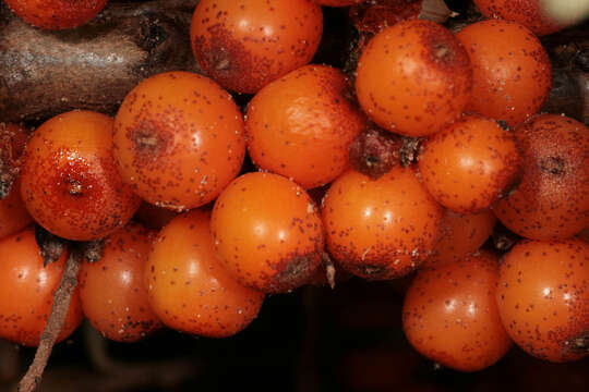 Image of Sea-buckthorn