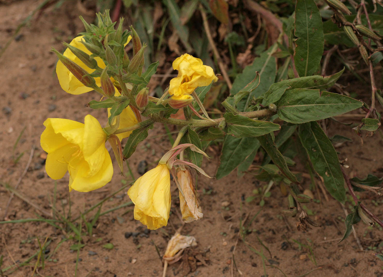 Image of redsepal evening primrose