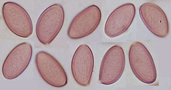 Image of Leratiomyces ceres (Cooke & Massee) Spooner & Bridge 2008